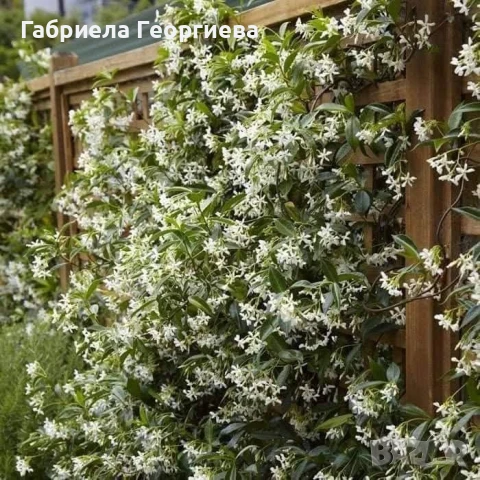 Звездовиден жасмин 