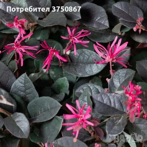 🌿💜🌸 Лоропеталум „Black Pearl“ (Loropetalum chinense), снимка 2 - Градински цветя и растения - 54249269