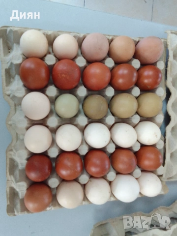 Оплодени кокоши яйца 