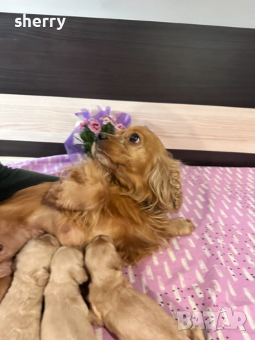 Кокер шпаньол, снимка 3 - Кокер шпаньол - 53831918