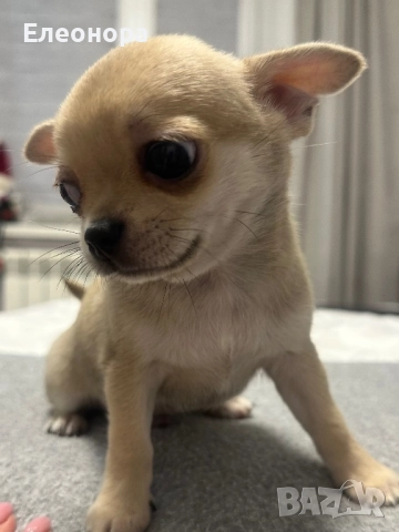 Уникално Мини Чихуахуа Лилав фаун