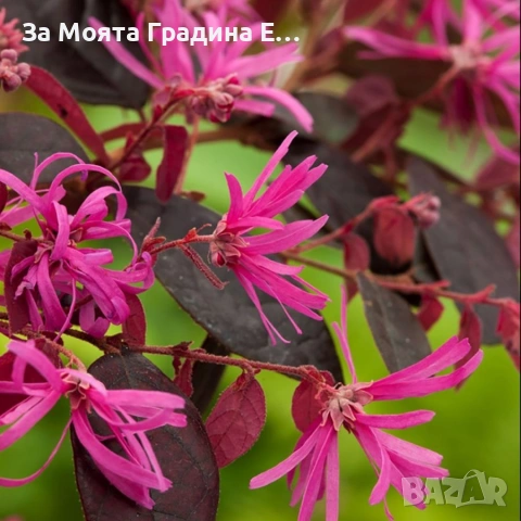 Лоропеталум , снимка 3 - Градински цветя и растения - 53636175