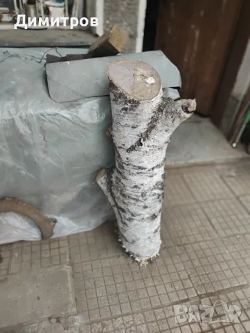 броя брезови трупи с красива бяла кора – за декорация и дизайн Описание:, снимка 2 - други­ - 50169517