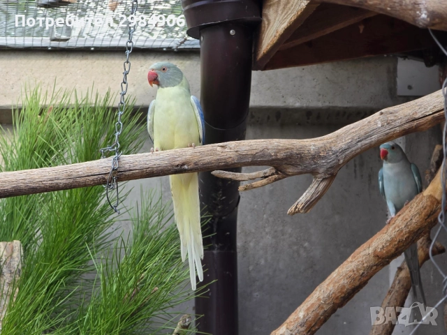 малък александър , ПРОМОЦИЯ, снимка 6 - Папагали - 41350586