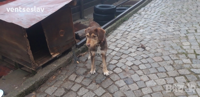 Ловно куче барак, снимка 4 - Други - 52654457