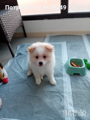 мъжко кученце померан