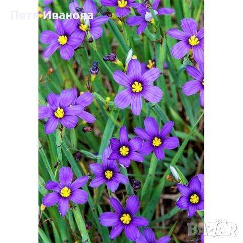 Сисиринхум , снимка 1 - Градински цветя и растения - 45573073