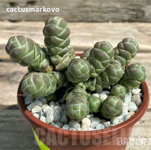 Crassula barklyi, снимка 1 - Стайни растения - 46081781