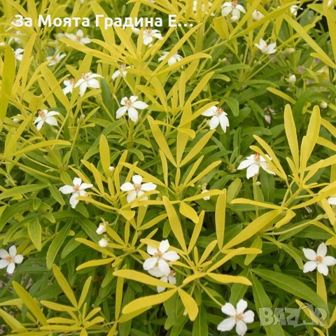 Чойсия - Портокалово цвете, снимка 3 - Градински цветя и растения - 53635435