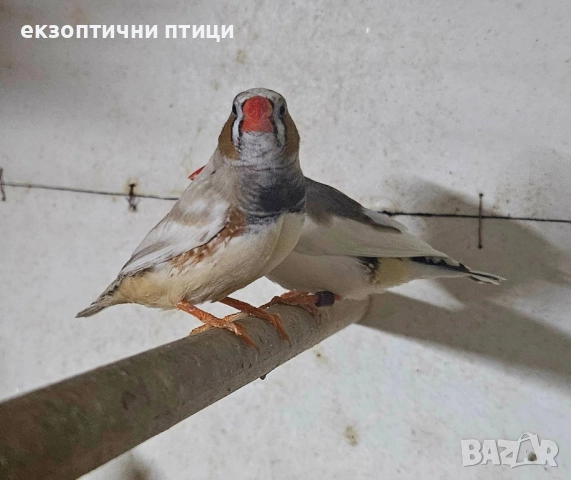 продавам зеброви Амадини , снимка 5 - Амадини - 52535521