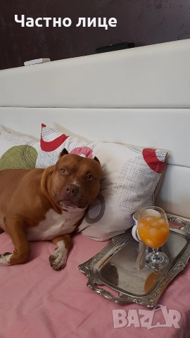 Търсим приятелка за Макс 5г. стаф, снимка 6 - Американски стафордширски териер - 52591461