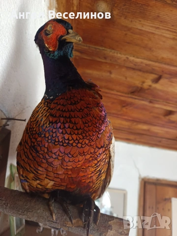 препариран фазан , снимка 3 - Декорация за дома - 54171295