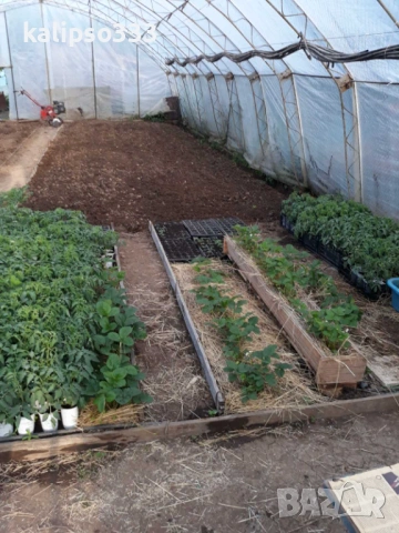 Оранжерия, снимка 3 - Оранжерии - 54288696