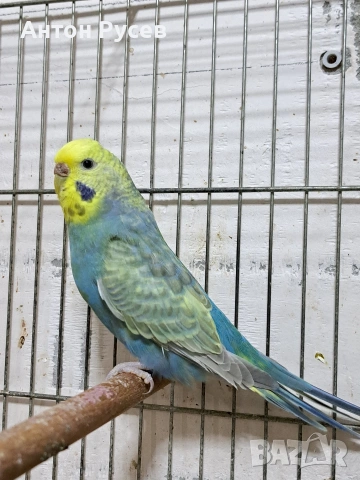 вълнисти рейнбол и хеликоптери, снимка 3 - Папагали - 53817570