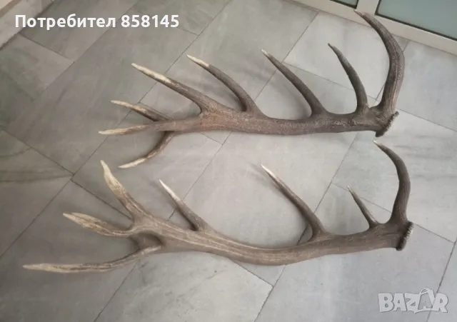 Рога от благороден елен