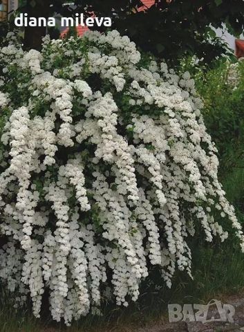 Спирея Юнска Булка, Spiraea nipponica June Bride, снимка 4 - Градински цветя и растения - 45389828