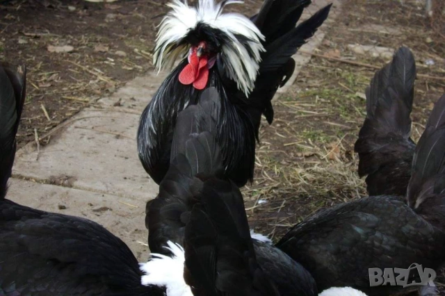 Яйца от холандски качулати, снимка 8 - други­ - 53702012