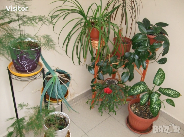 Fujifilm FinePix F40fd, снимка 13 - Фотоапарати - 53854173