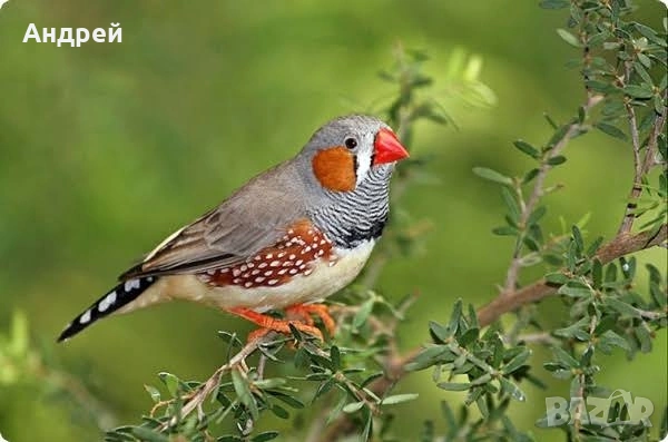 зеброва амадина, снимка 2 - Амадини - 53860909