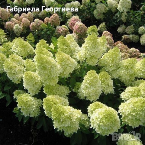 Хортензия за слънце , снимка 2 - Градински цветя и растения - 46118254