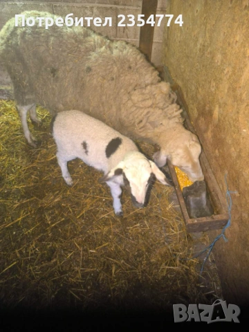 овце с агнета, снимка 2 - Овце - 53711725