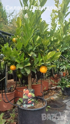 Кукле, Каламондин, снимка 8 - Градински цветя и растения - 51841837