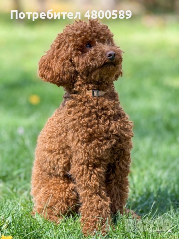 Мини Пудел търси женска за разплод, снимка 2 - Пудели - 54235901