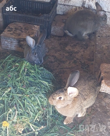 домашни зайци, снимка 3 - Други - 54140170