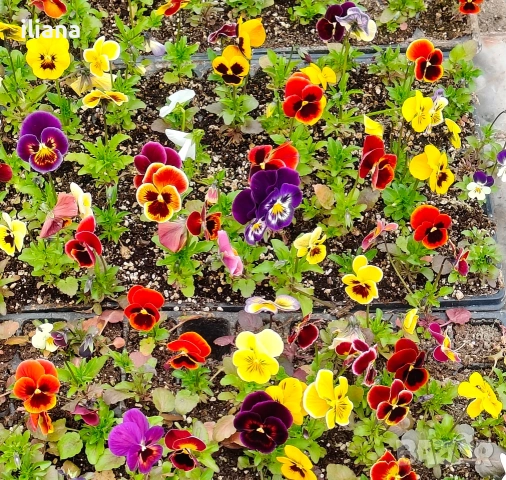 Продавам теменужки, снимка 12 - Градински цветя и растения - 54018843