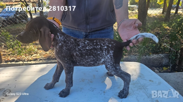 Малки курцхаари