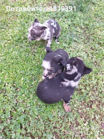 Пинчер мерле