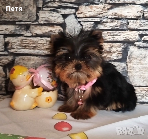 продавам, снимка 10 - Йоркширски териер - 53638939