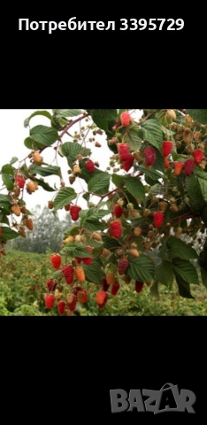разсад за ягоди и малини записвам за март месец , снимка 15 - Разсади - 53264142