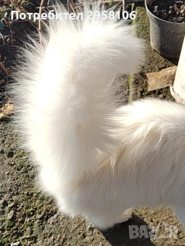 Персийска чинчила, снежно бяла, 6 мес., снимка 3 - Персийска - 53150542