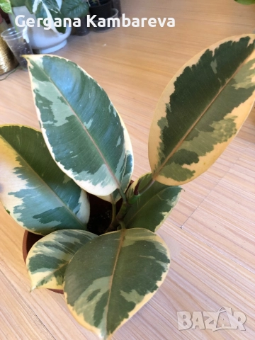 Ficus elastica Ruby , снимка 2 - Стайни растения - 52793506