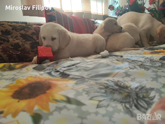 Лабрадор 2-мъжки 2-женски , снимка 5 - Лабрадор ретривър - 52869132