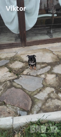 Продавам пинчер