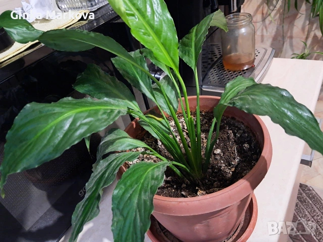 Спатифилум- 8 евро, снимка 2 - Стайни растения - 54226559