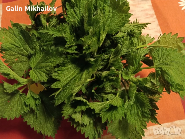 Голи тиквени семки сорт Олга, сурови, снимка 4 - Домашни продукти - 54153201