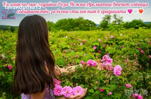 Лавровишна – Вечнозелен Храст за Жив Плет | В Контейнери, снимка 12 - Градински цветя и растения - 42641155