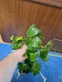 Растения анубиас, снимка 4