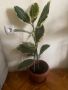 Фикус ( Ficus elastica Tineke ), снимка 1 - Стайни растения - 45294198
