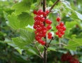 Касис, черно френски грозде (Ribes nigrum 'Titania'), снимка 4