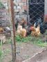 Кокошки , снимка 1 - Кокошки и пуйки - 45889057