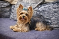 Йоркширски териер момиче, снимка 5