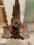 Продавам препариран фазан, снимка 1
