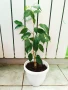 Бенджамин, Хлорофитум, Бегония, Женшен, Фикус , снимка 10