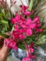 Червено-Цикламен Олеандър Зокум, снимка 1 - Градински цветя и растения - 45979932