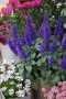Салвия Мистично Синьо, Salvia 'Misty' blue или по-известна като Градински чай!!, снимка 2