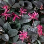 🌿💜🌸 Лоропеталум „Black Pearl“ (Loropetalum chinense), снимка 2